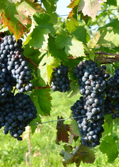 Zinfandel ANT 6407